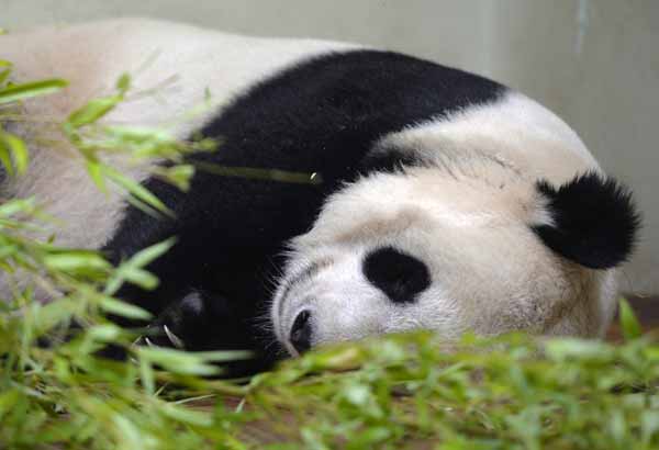 Edinburgh zoo says giant panda may be pregnant