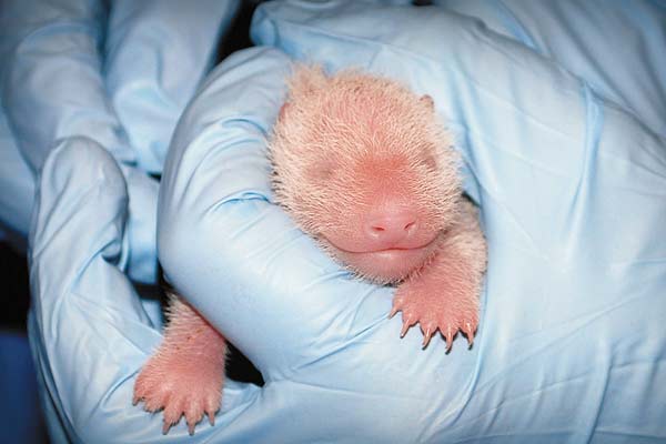 Newborn giant panda cub in good health