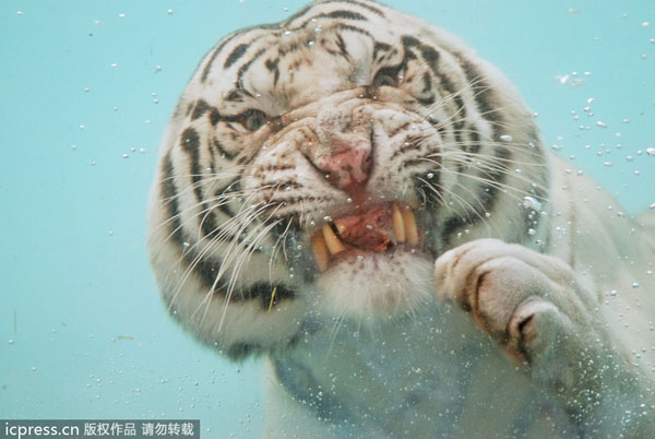Flash of a predator as tiger dives for food