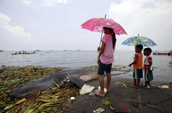 Whale shark found dead near Manila