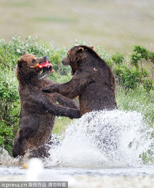 Bears fighting for salmon catch