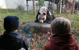 Pandas at Edinburgh Zoo to receive 1 millionth visitor