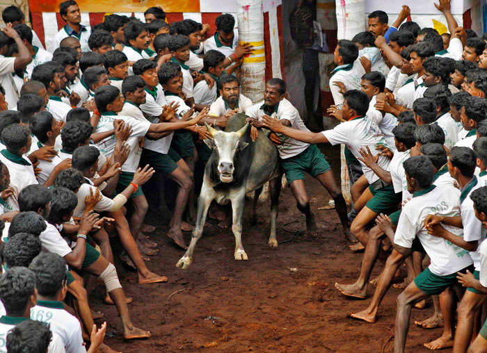 Bull-taming festival kicks off in India