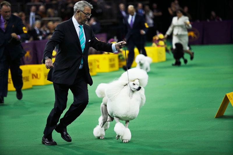 Wire fox terrier wins Westminster dog show