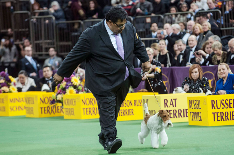 Wire fox terrier wins Westminster dog show