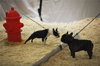 Wire fox terrier wins Westminster dog show