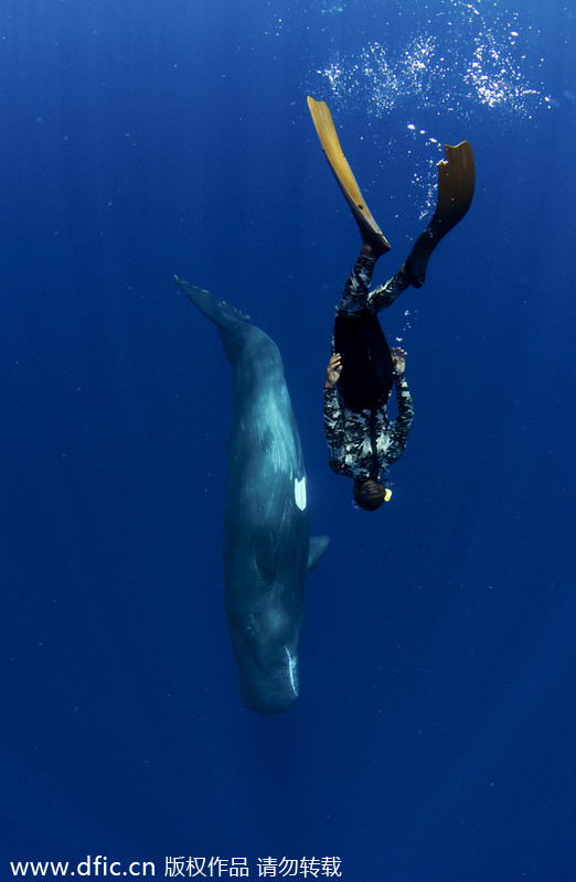 Freediver takes cheeky selfie with soerm whale