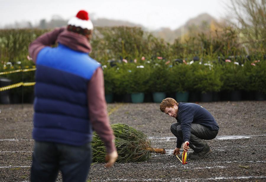 Christmas Tree Throwing Championships held in UK
