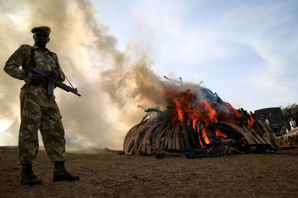 Kenya burns 15 tonnes of confiscated ivory in fighting poachers