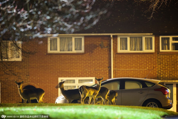 Deer roam the neighbourhood in London