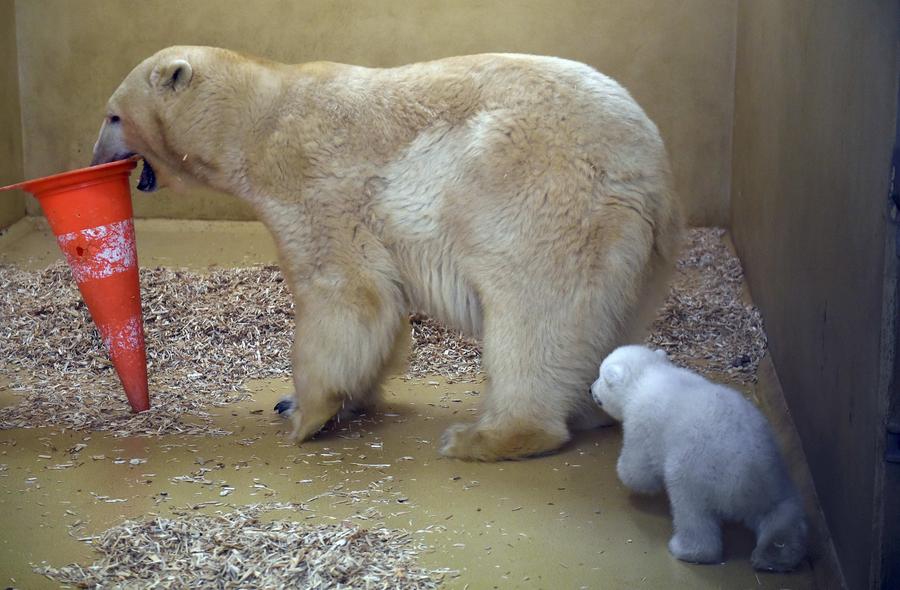 Polar bear cub unveiled at German zoo