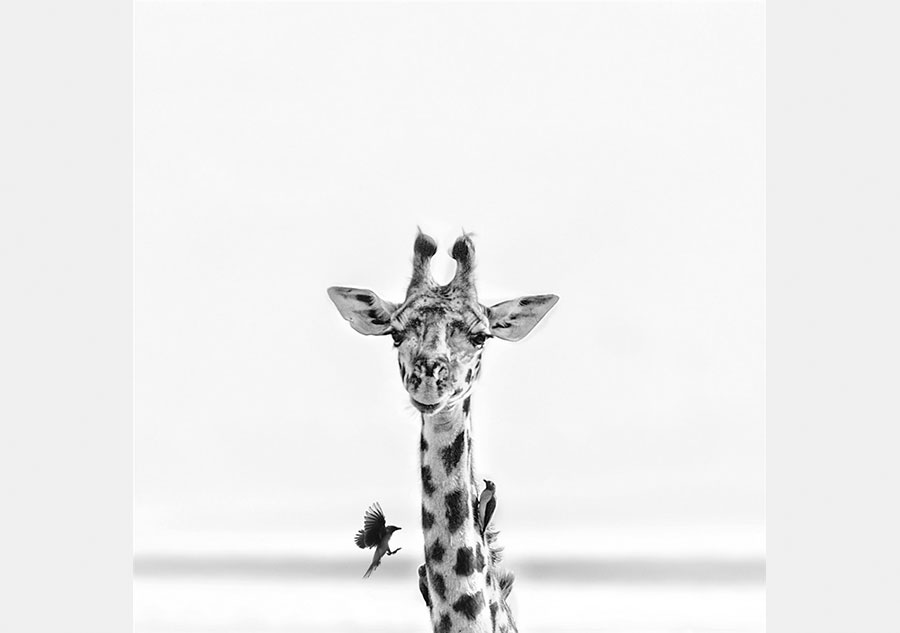 Chinese photographer captures African animals in striking portraits