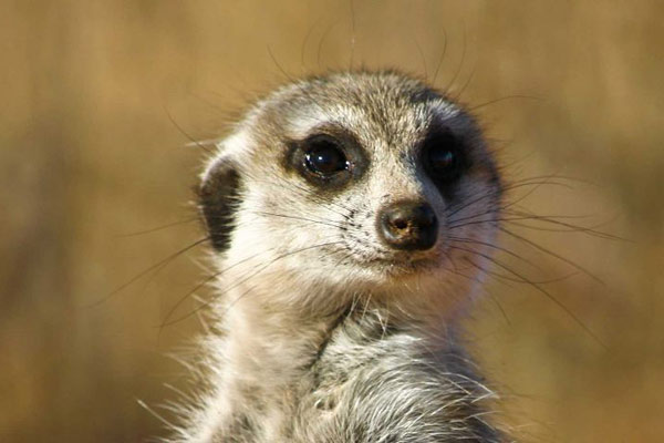 Explore Klein Karoo of South Africa: Ostrich, Meerkat, and Cango Cave