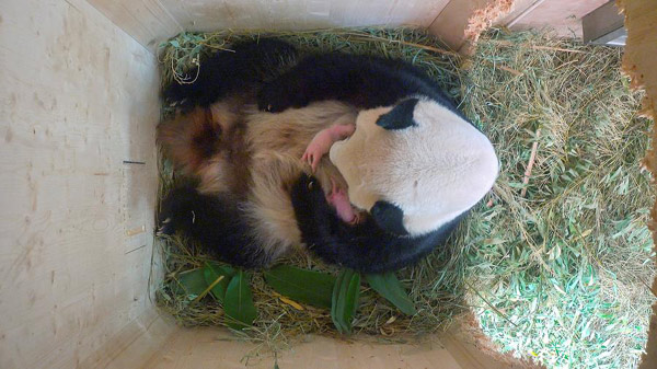 Twin panda cubs confirmed born in Vienna zoo
