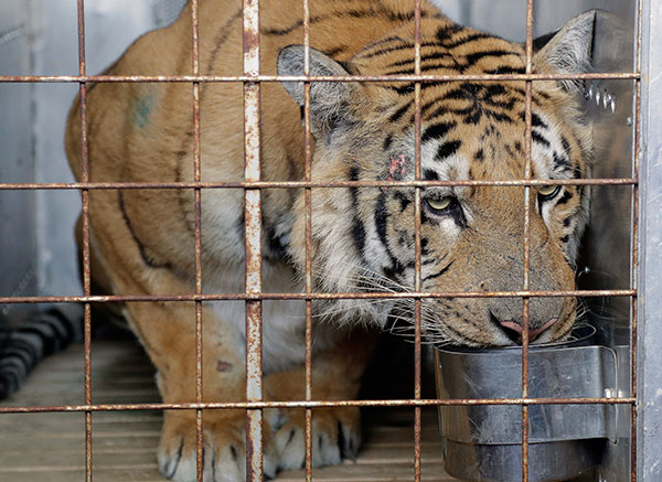 Tiger from 'worst zoo' gets new home