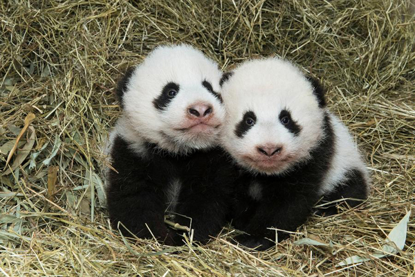 Names of twin panda cubs born in Austrian zoo revealed