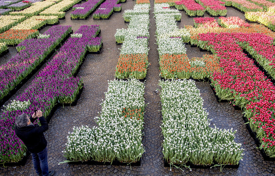 Amsterdam transforms into a tulip ocean on National Tulip Day