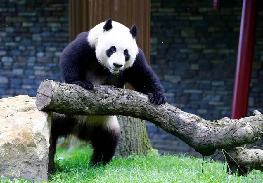 Regal giant pandas greet their subjects