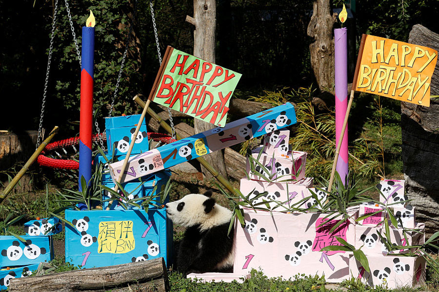 Panda cub poses on its first birthday