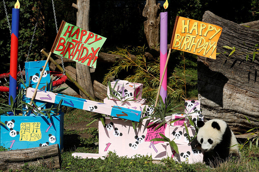 Panda cub poses on its first birthday