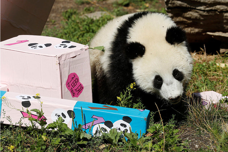 Panda cub poses on its first birthday