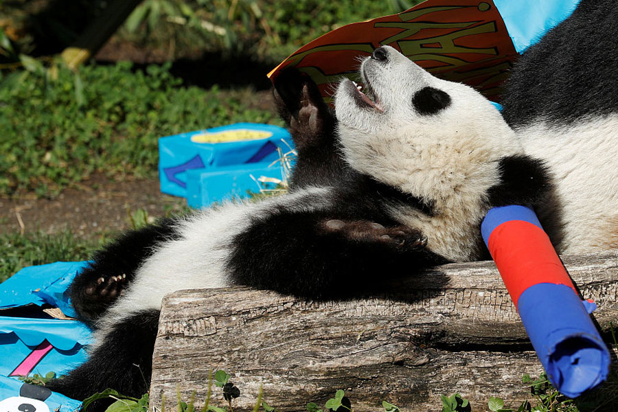 Panda cub poses on its first birthday