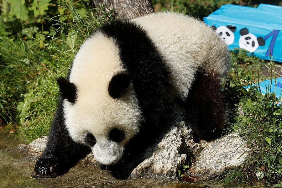 Panda cub poses on its first birthday