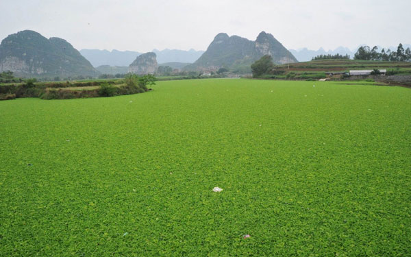 A field of water in S China