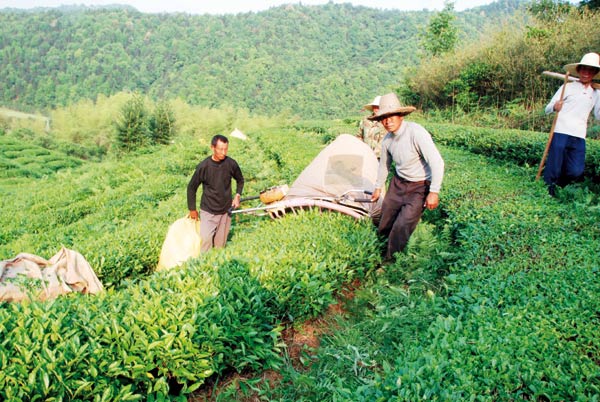 Organic is the watchword for tea growers