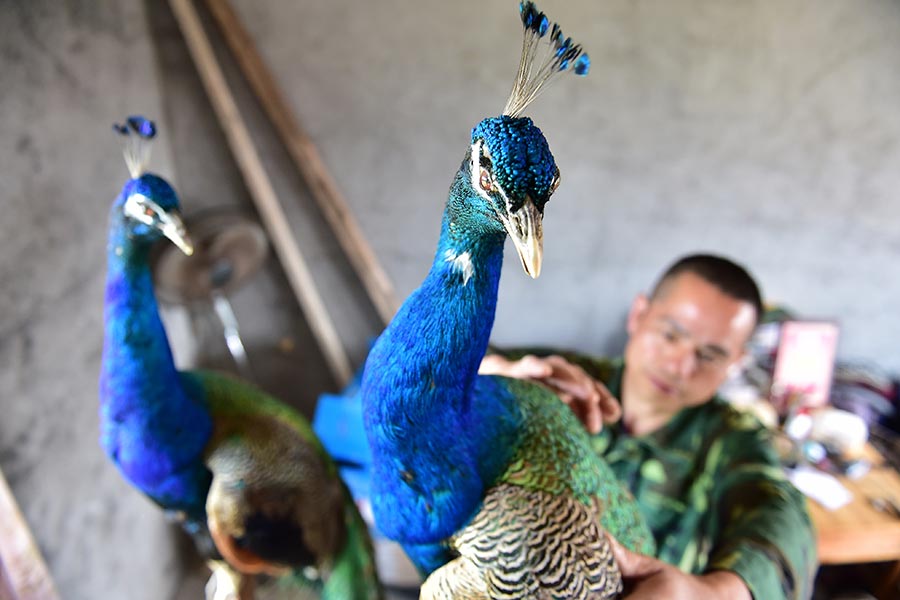 Farmer couple finds wealth in raising peacocks
