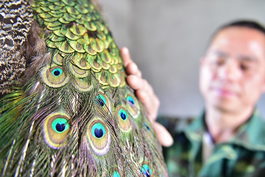 Farmer couple finds wealth in raising peacocks