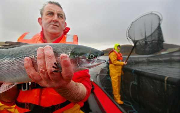 Scottish salmon graces China dining tables
