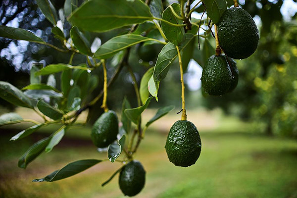 Mexico's top avocado growers seek to boost China sales