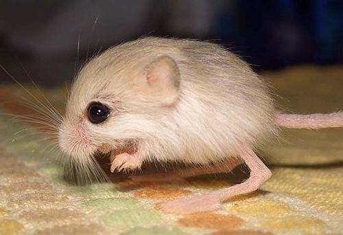 World's smallest 'jumping mouse' spotted in Xinjiang