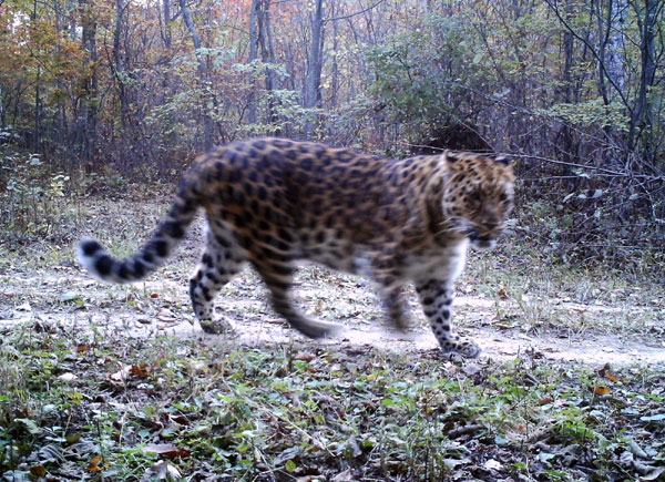 World's rarest cats spotted in nature reserve