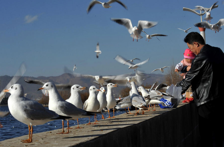Black-headed gulls come to Kunming for winter