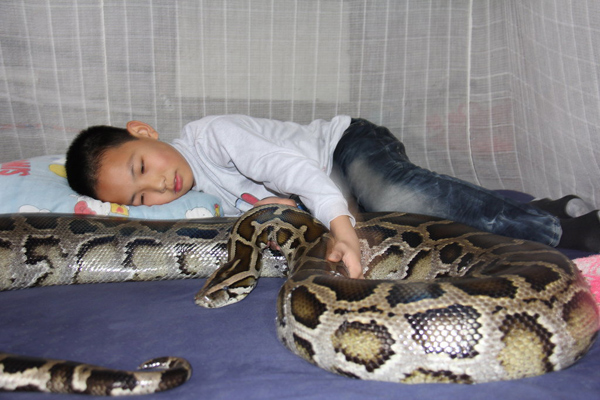 Let your child sleep with 4-meter python?