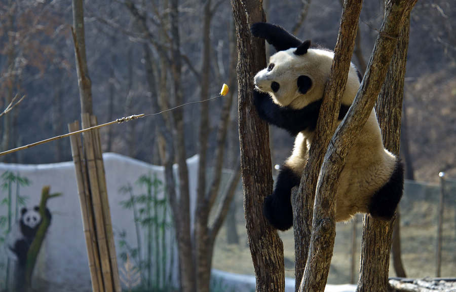 Panda attends survival training course