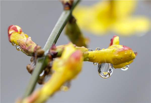 Flower buds bathing in rain