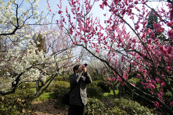Plum blossoms seen at scenic resort in E China
