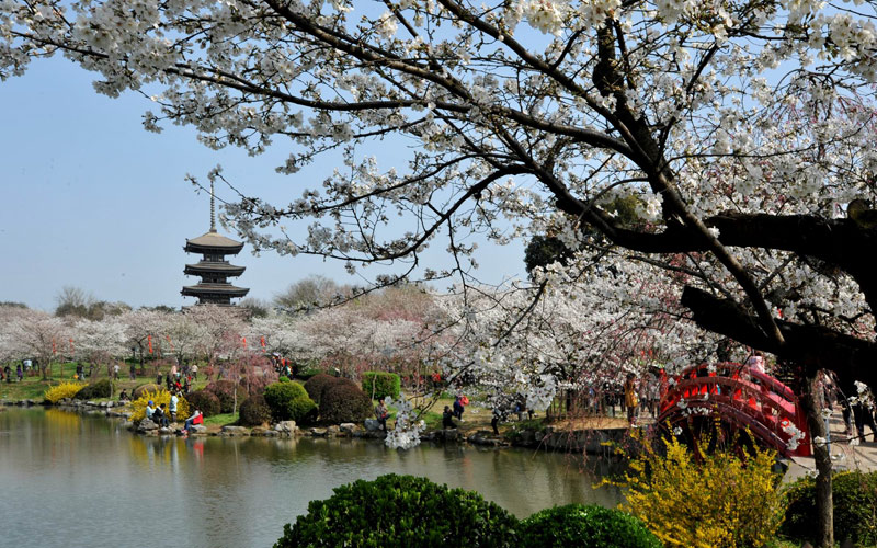 Visitors flock to cherry blossoms