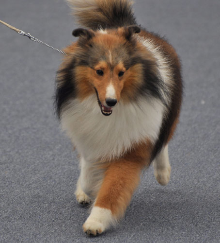 Canines work the catwalk in Nanning