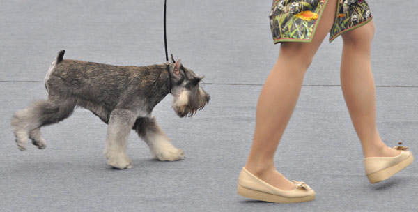 Canines work the catwalk in Nanning
