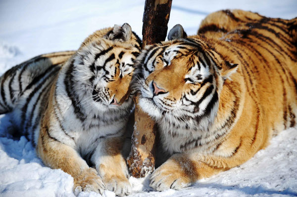100 Siberian tigers could be born in biggest base