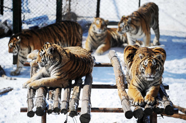 100 Siberian tigers could be born in biggest base