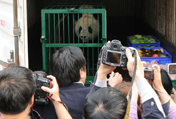 Panda sent off for the cameras