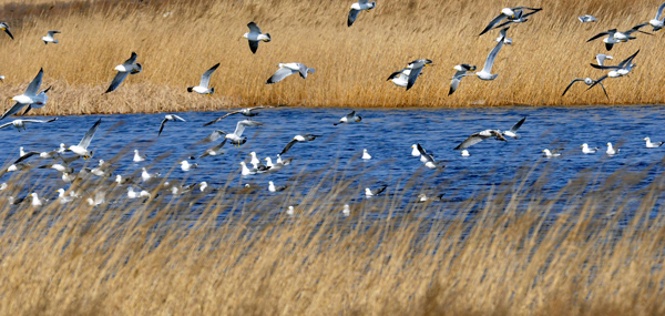 Wetland birds herald start of spring