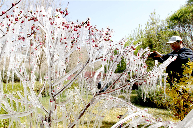 Spring cold front turns Xinjiang into icicles