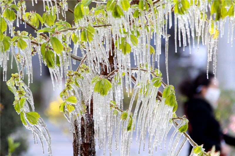 Spring cold front turns Xinjiang into icicles