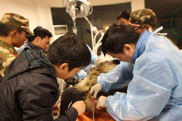 Wild panda undergoes physical checkup